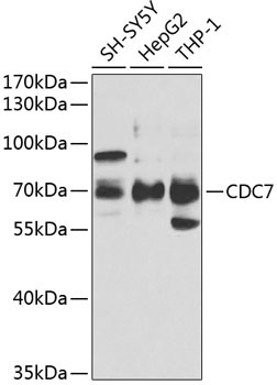 CDC7 Rabbit Polyclonal Antibody