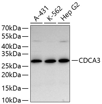 CDCA3 Rabbit Monoclonal Antibody