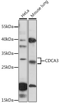 CDCA3 Rabbit Polyclonal Antibody