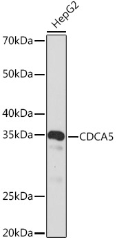 CDCA5 Rabbit Monoclonal Antibody