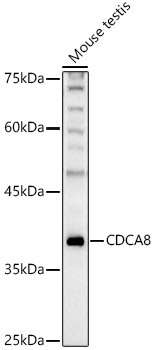 CDCA8 Rabbit Polyclonal Antibody