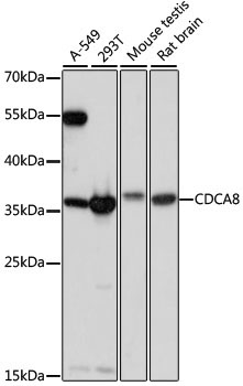 CDCA8 Rabbit Polyclonal Antibody