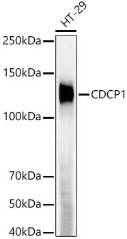 CDCP1 Rabbit Monoclonal Antibody