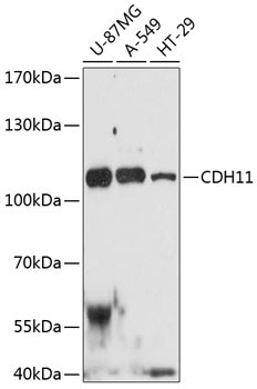 CDH11 Rabbit Polyclonal Antibody