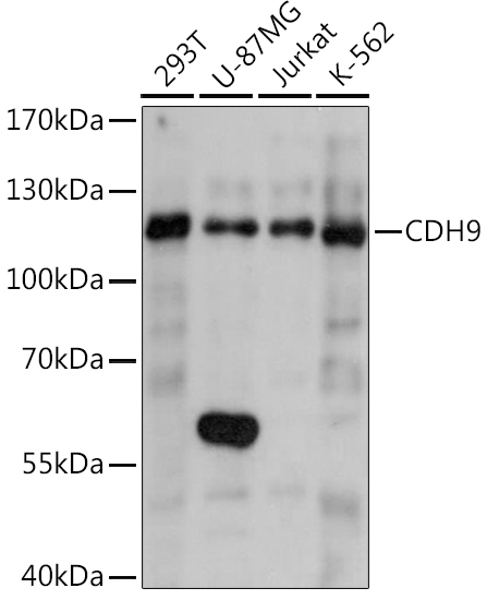 CDH9 Rabbit Polyclonal Antibody