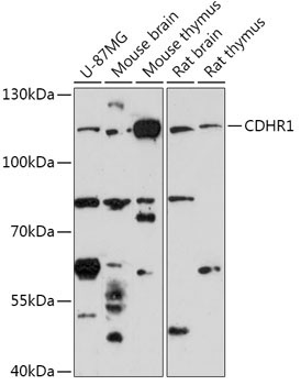 CDHR1 Rabbit Polyclonal Antibody