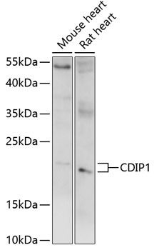 CDIP1 Rabbit Polyclonal Antibody