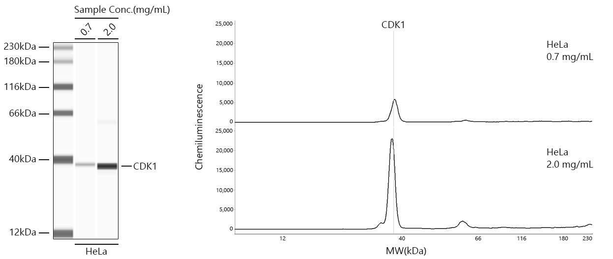 CDK1 Rabbit Monoclonal Antibody