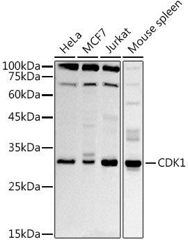 CDK1 Rabbit Polyclonal Antibody