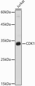 CDK1 Rabbit Polyclonal Antibody