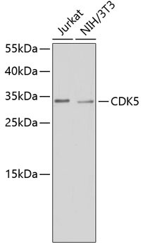 CDK5 Rabbit Polyclonal Antibody
