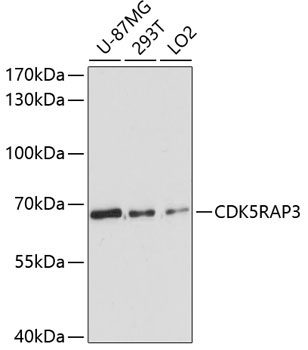 CDK5RAP3 Rabbit Polyclonal Antibody