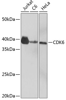 CDK6 Rabbit Monoclonal Antibody