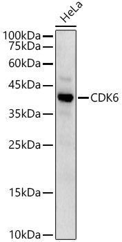 CDK6 Rabbit Polyclonal Antibody