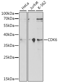 CDK6 Rabbit Polyclonal Antibody