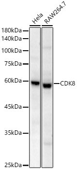 CDK8 Rabbit Monoclonal Antibody