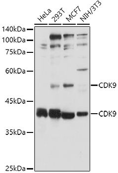 CDK9 Rabbit Polyclonal Antibody
