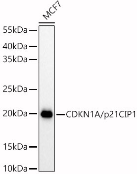 CDKN1A/p21CIP1 Rabbit Polyclonal Antibody