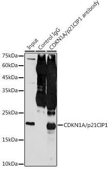 CDKN1A/p21CIP1 Rabbit Polyclonal Antibody