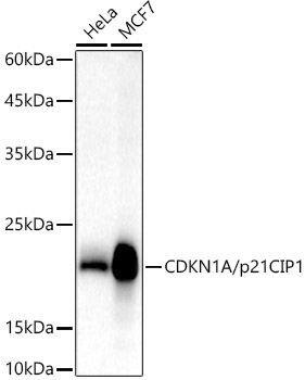 CDKN1A/p21CIP1 Rabbit Polyclonal Antibody