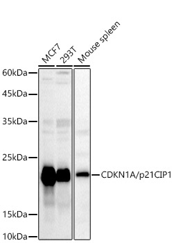CDKN1A/p21CIP1 Rabbit Polyclonal Antibody