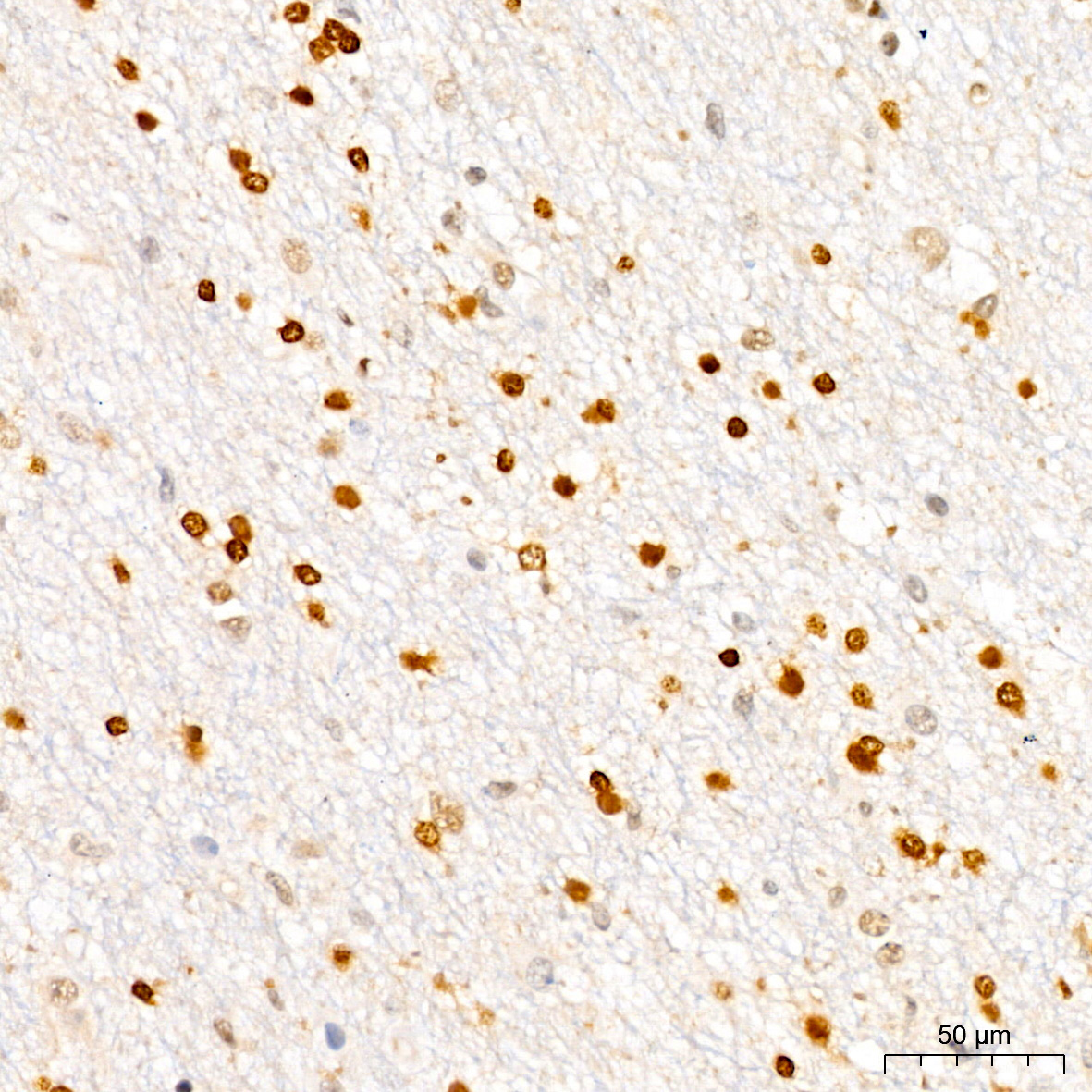CDKN1B/p27KIP1 Rabbit Monoclonal Antibody - Image 5