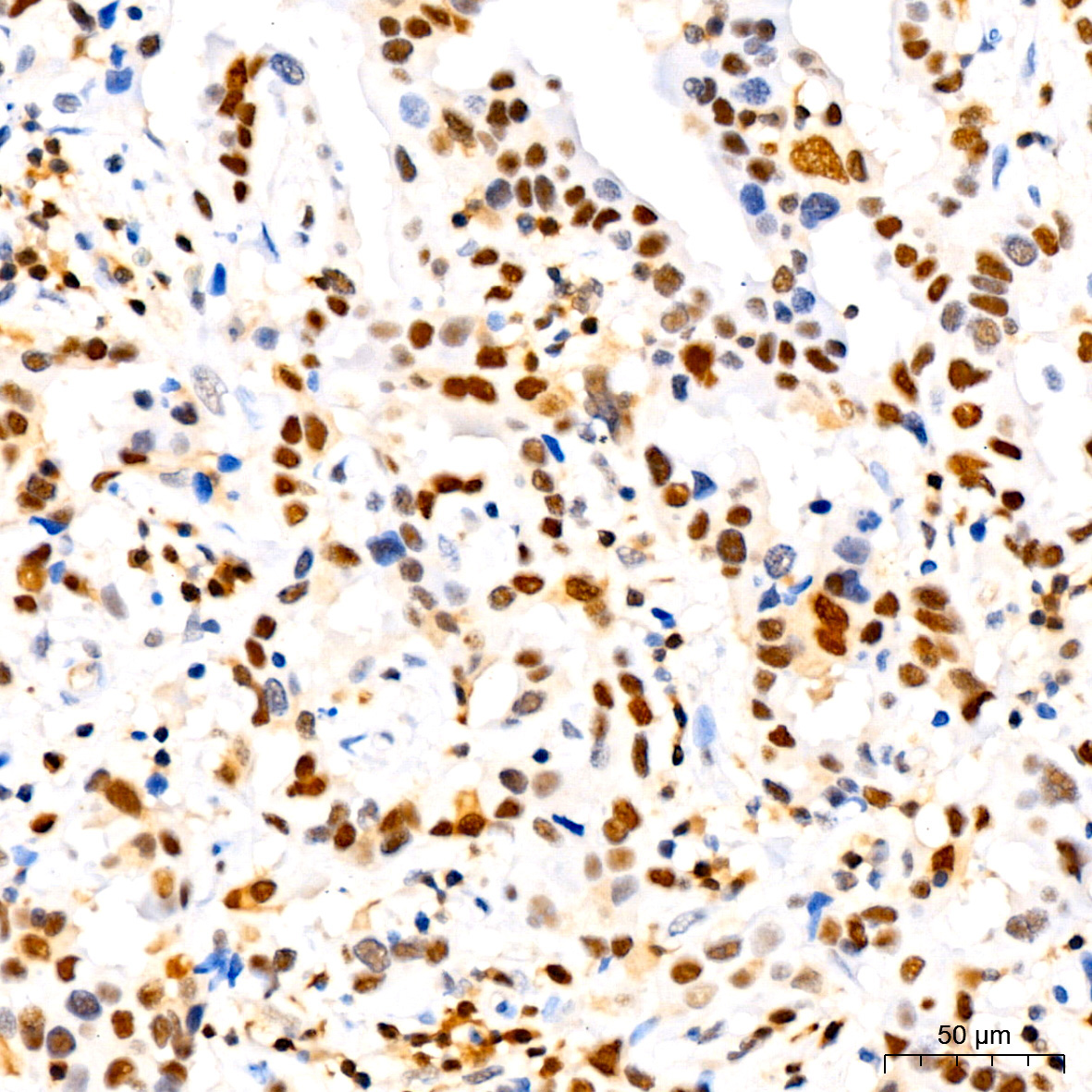 CDKN1B/p27KIP1 Rabbit Monoclonal Antibody - Image 6