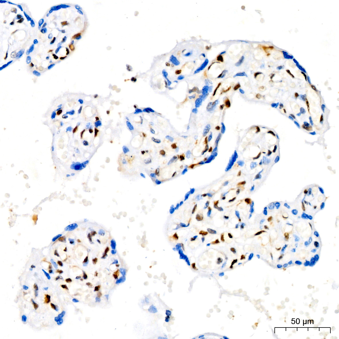 CDKN1B/p27KIP1 Rabbit Monoclonal Antibody - Image 9