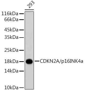 CDKN2A/p16INK4a Rabbit Polyclonal Antibody