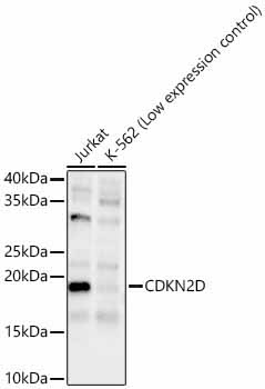 CDKN2D Rabbit Polyclonal Antibody