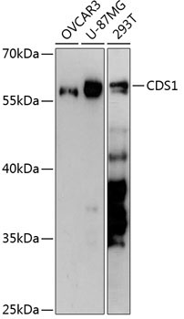 CDS1 Rabbit Polyclonal Antibody