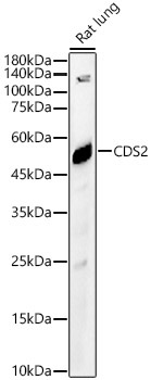 CDS2 Rabbit Polyclonal Antibody