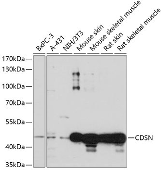 CDSN Rabbit Polyclonal Antibody