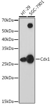 Cdx1 Rabbit Monoclonal Antibody