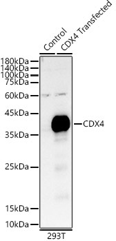 CDX4 Rabbit Polyclonal Antibody