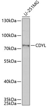 CDYL Rabbit Polyclonal Antibody