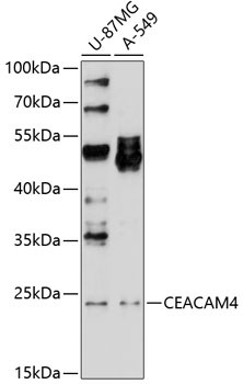 CEACAM4 Rabbit Polyclonal Antibody