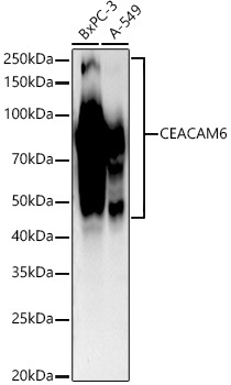 CEACAM6 Rabbit Monoclonal Antibody
