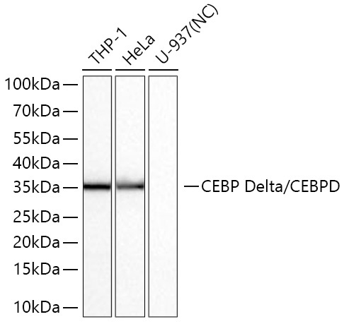 CEBP Delta/CEBPD Rabbit Monoclonal Antibody