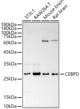 CEBP Delta/CEBPD Rabbit Polyclonal Antibody