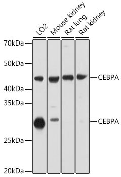 CEBPA Rabbit Polyclonal Antibody