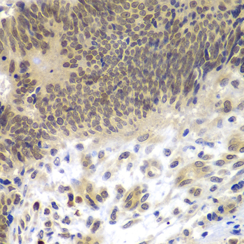 CEBPG Rabbit Polyclonal Antibody - Image 2