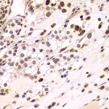 CEBPG Rabbit Polyclonal Antibody - Image 4