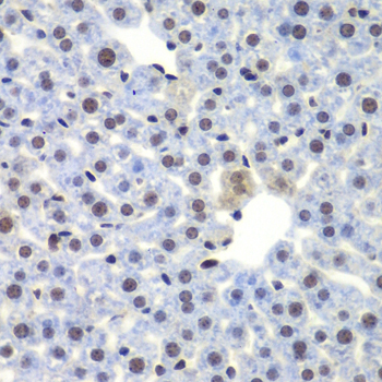 CEBPG Rabbit Polyclonal Antibody - Image 5