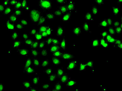 CEBPG Rabbit Polyclonal Antibody - Image 6