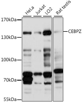 CEBPZ Rabbit Polyclonal Antibody