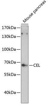 CEL Rabbit Polyclonal Antibody