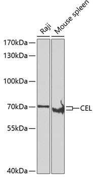 CEL Rabbit Polyclonal Antibody