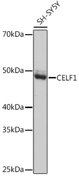 CELF1 Rabbit Monoclonal Antibody