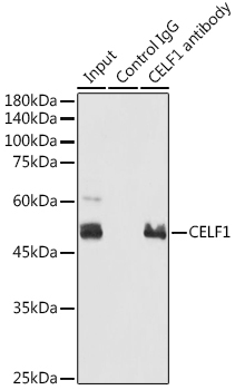 CELF1 Rabbit Polyclonal Antibody - Image 5